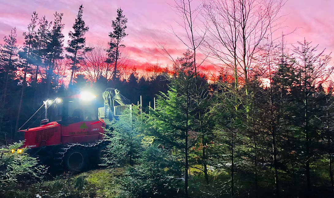 Porteur forestier dans une forêt de sapin au soleil couchant